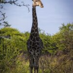 Giraffe Wildlife Africa Animal  - Cat001 / Pixabay