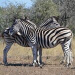 Zebras Animals Wildlife Mammal  - SavvyWithWords / Pixabay